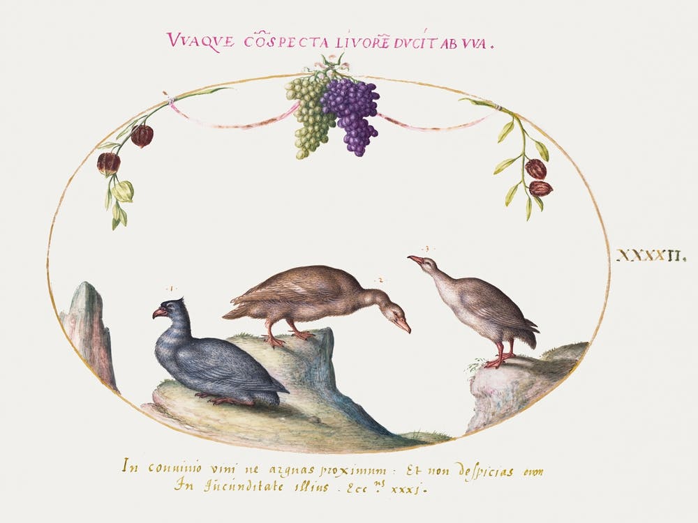 Two Gray Geese With A Third Bird And Hanging Grapes (1575 1580), Joris Hoefnagel