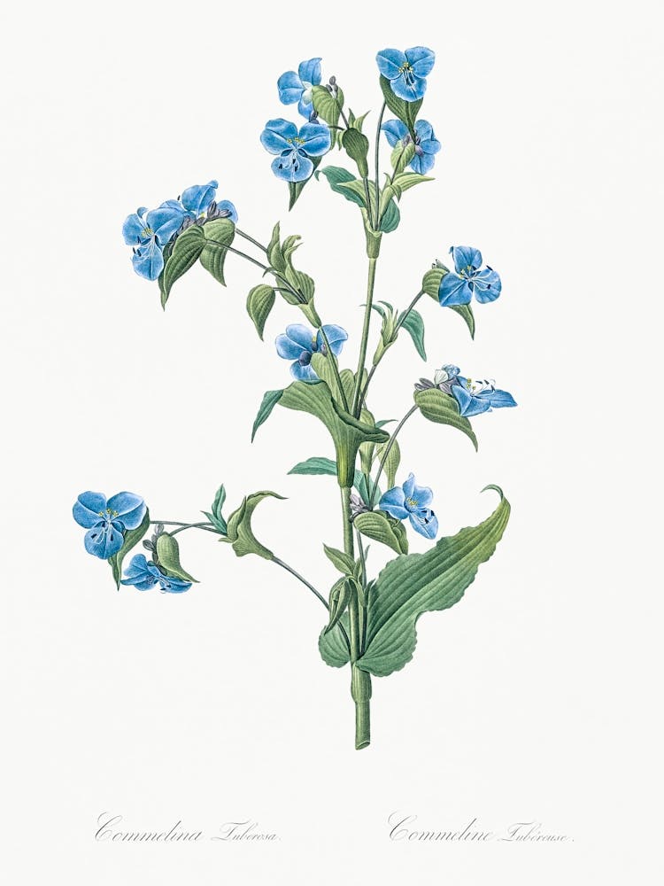 Commelina Tuberosa, Pierre Joseph Redoute