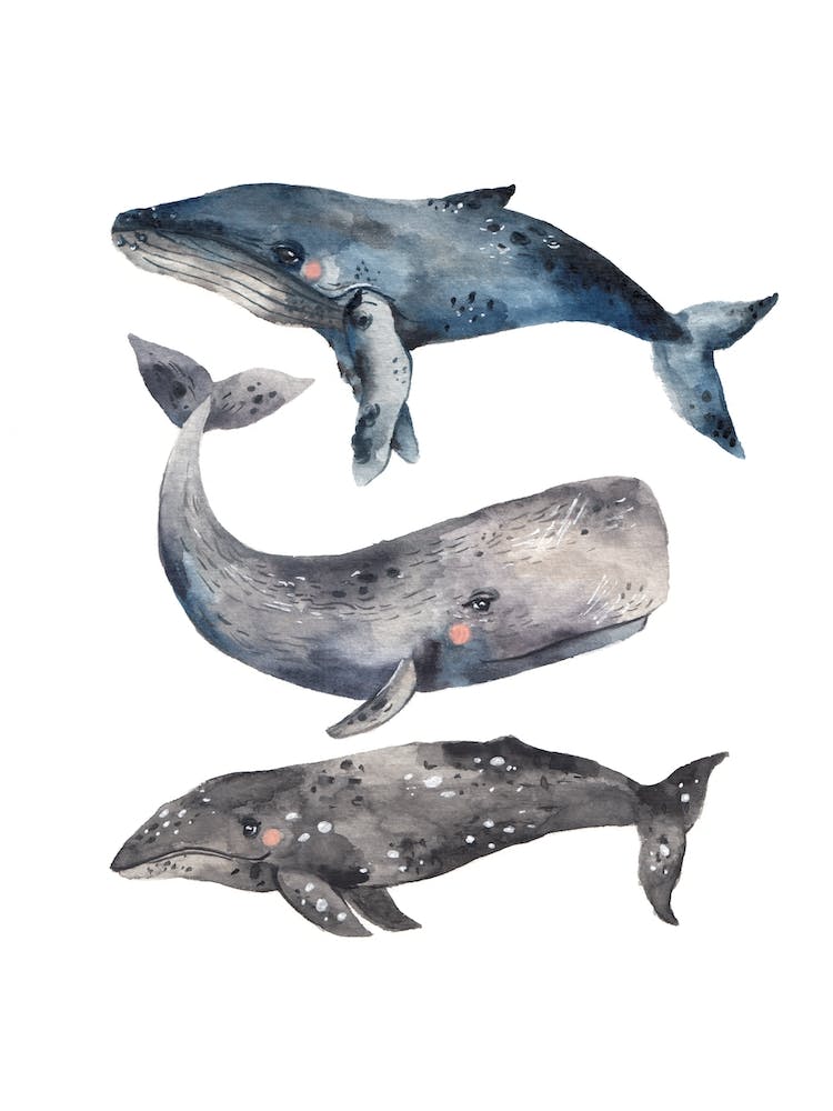 Whale