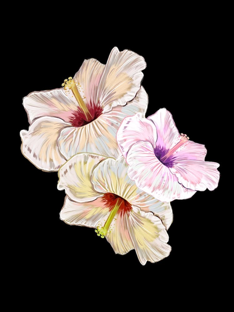 Lovely Hibiscus Dark