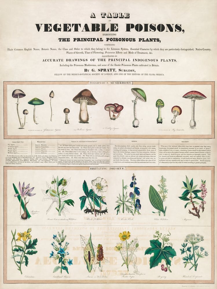 Poisonous Mushrooms, George Edward Madeley