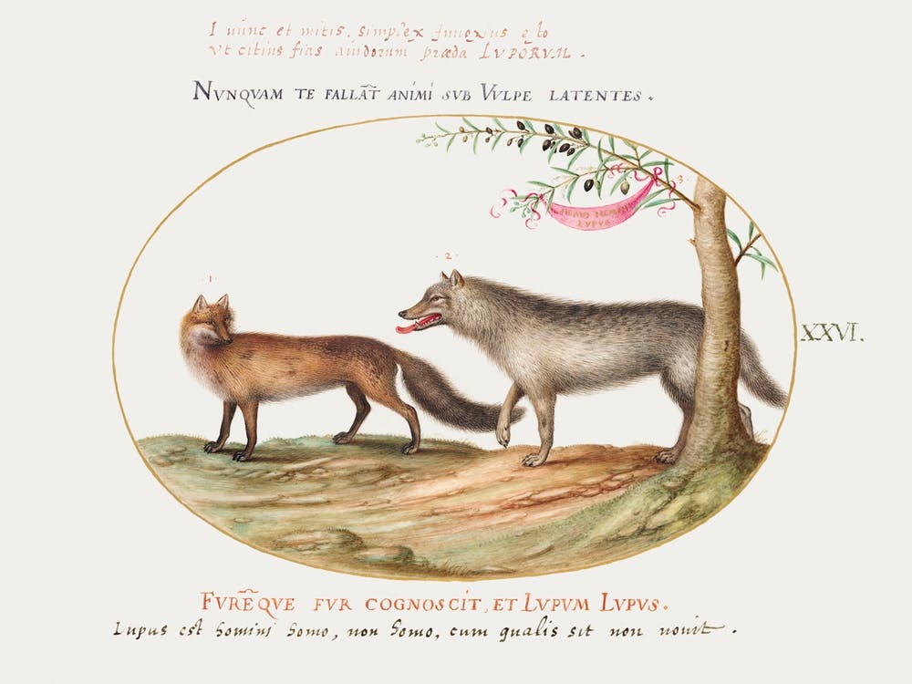 Red Fox And A Wolf (1575–1580), Joris Hoefnagel