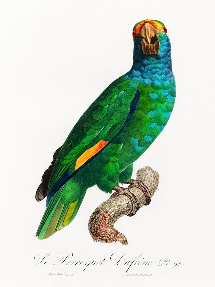 The Blue Cheeked Amazon From Natural History Of Parrots, Francois Levaillant