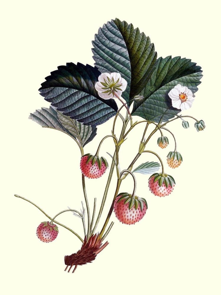 Strawberry Plant