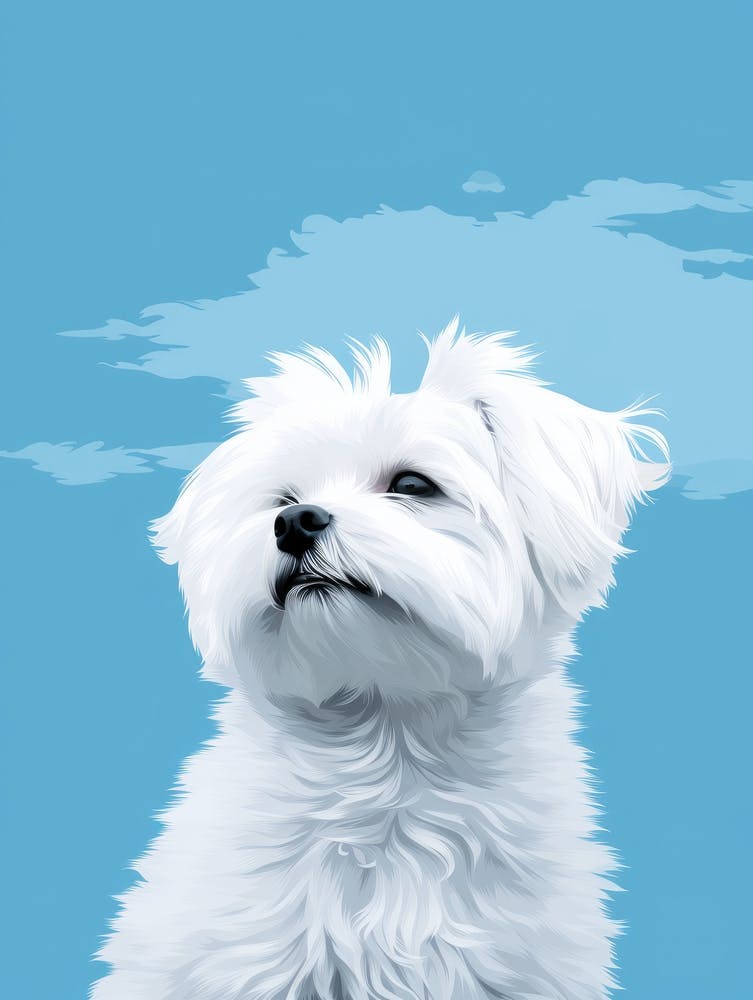 White Maltese Dog