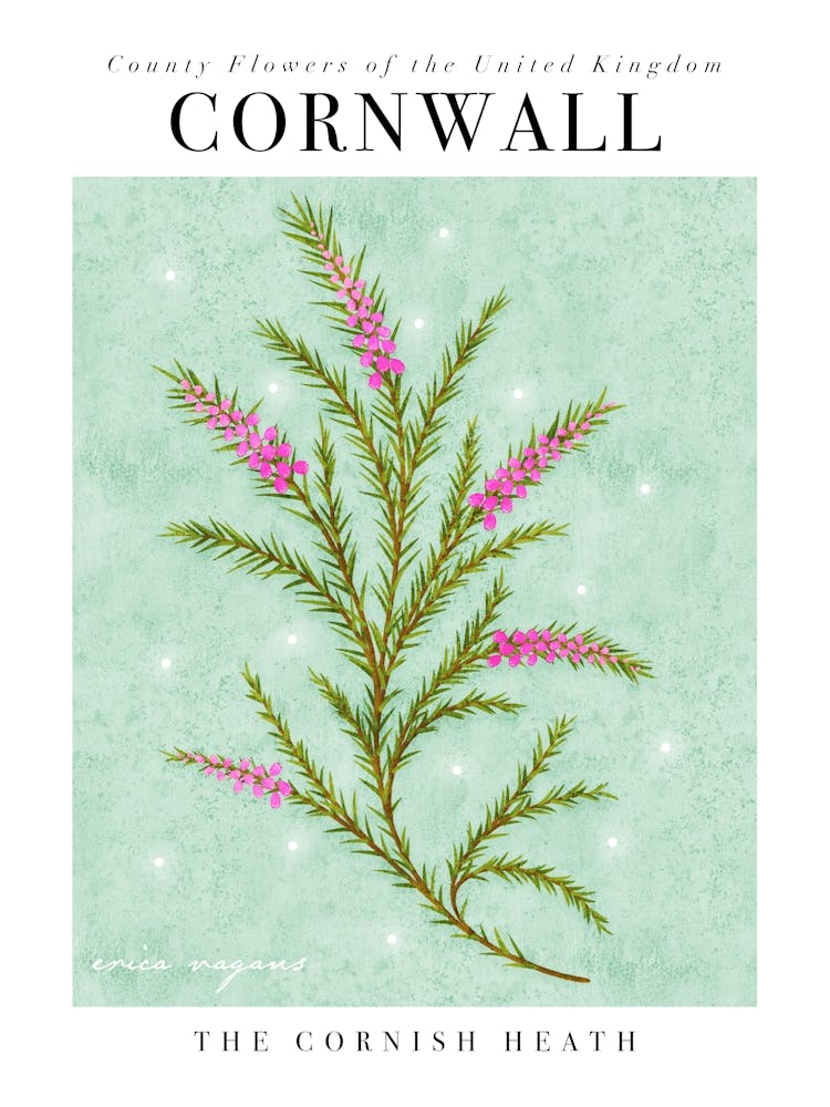 Fleur du Comté de Cornouailles | La Bruyère de Cornouailles