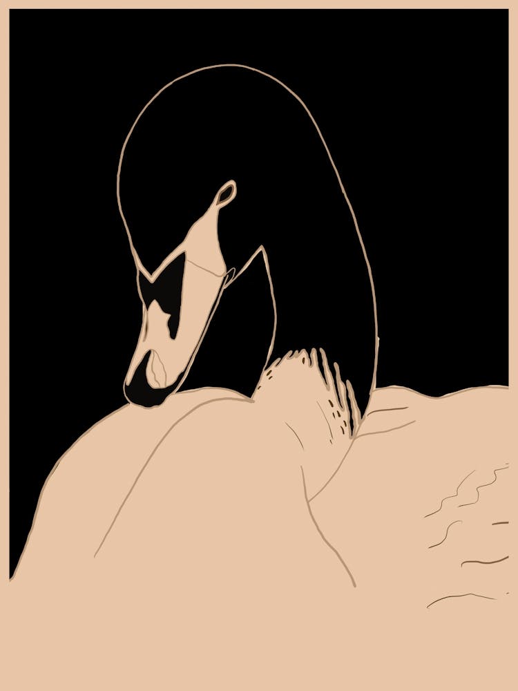 Swan