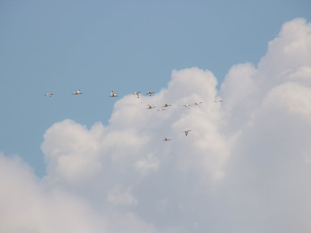 Birds Flying High In Florida