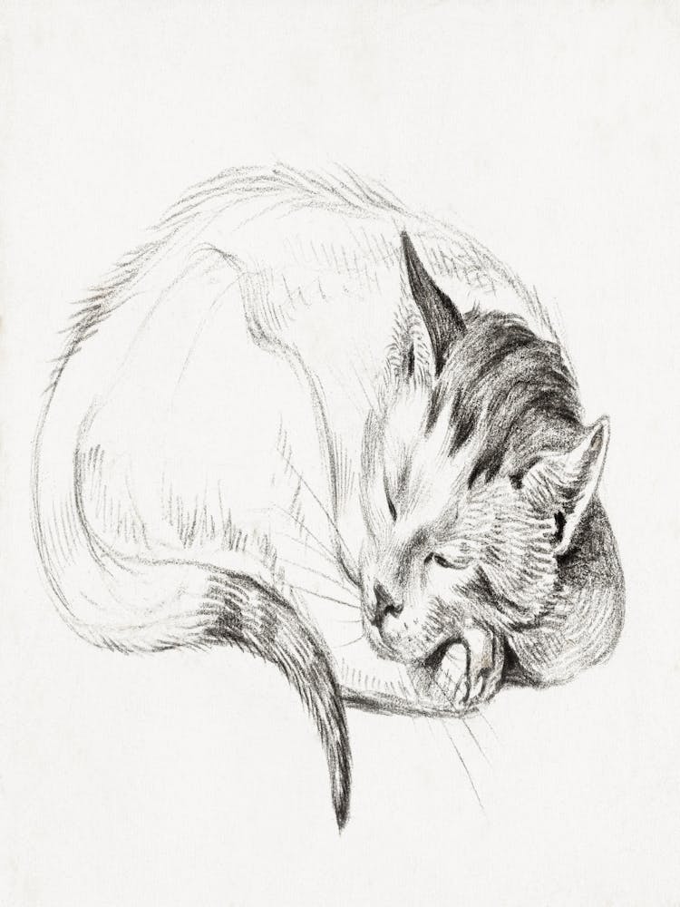 Sketch Of A Sleeping Cat (1812) By Jean Bernard
