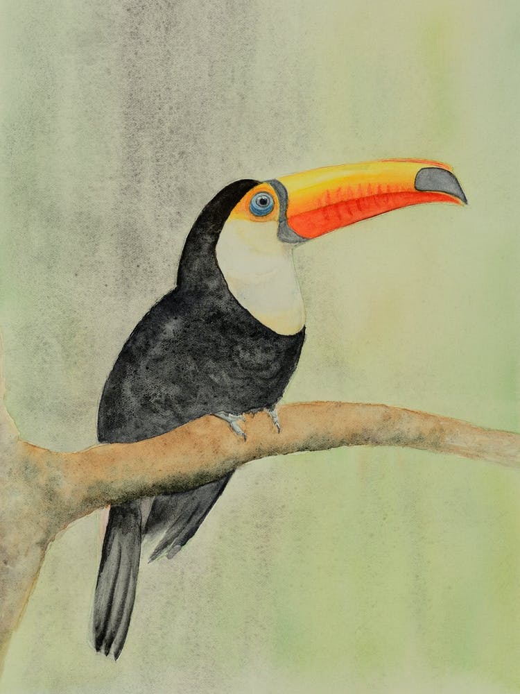 Toucan