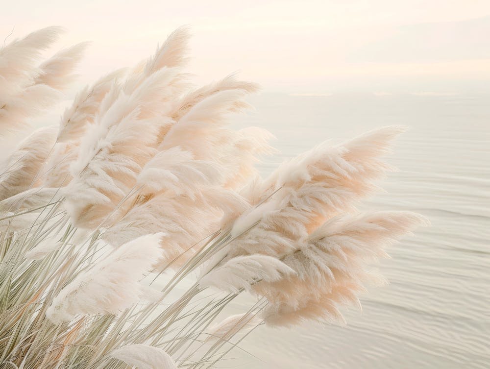Pampas Grass In The Evening