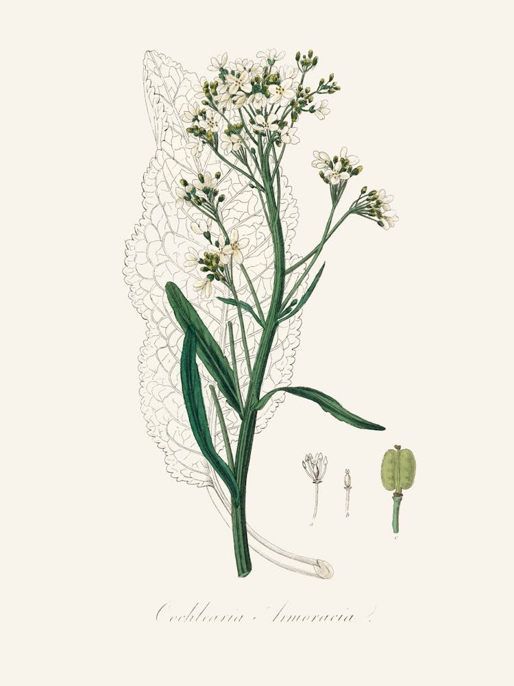 Vintage Botanical John Stephenson and James Morss Churchill_2731672