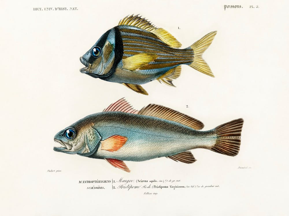 Porkfish And Shade Fish, Charles Dessalines D'Orbigny