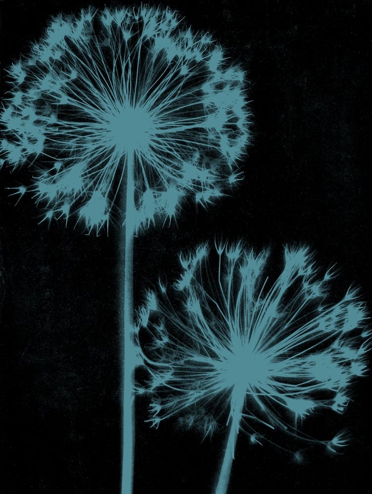 Black teal alliums
