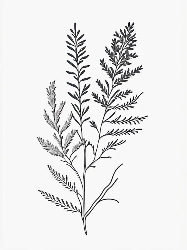 Alfalfa Herb William Morris Inspired Line Drawing