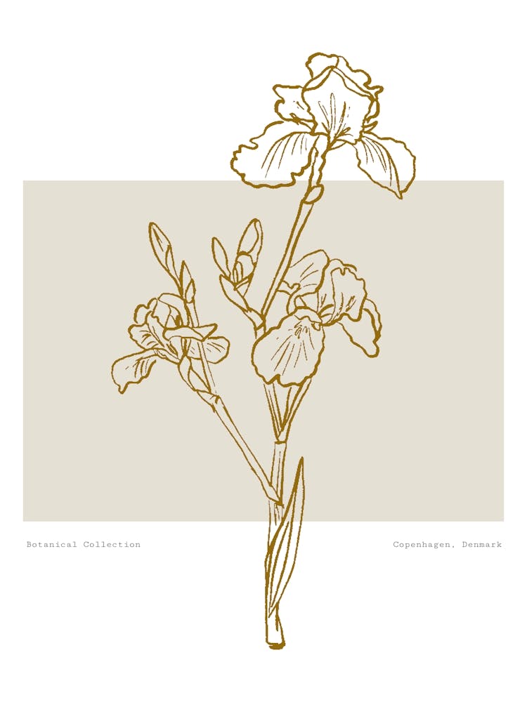 Harmonic lines no 07