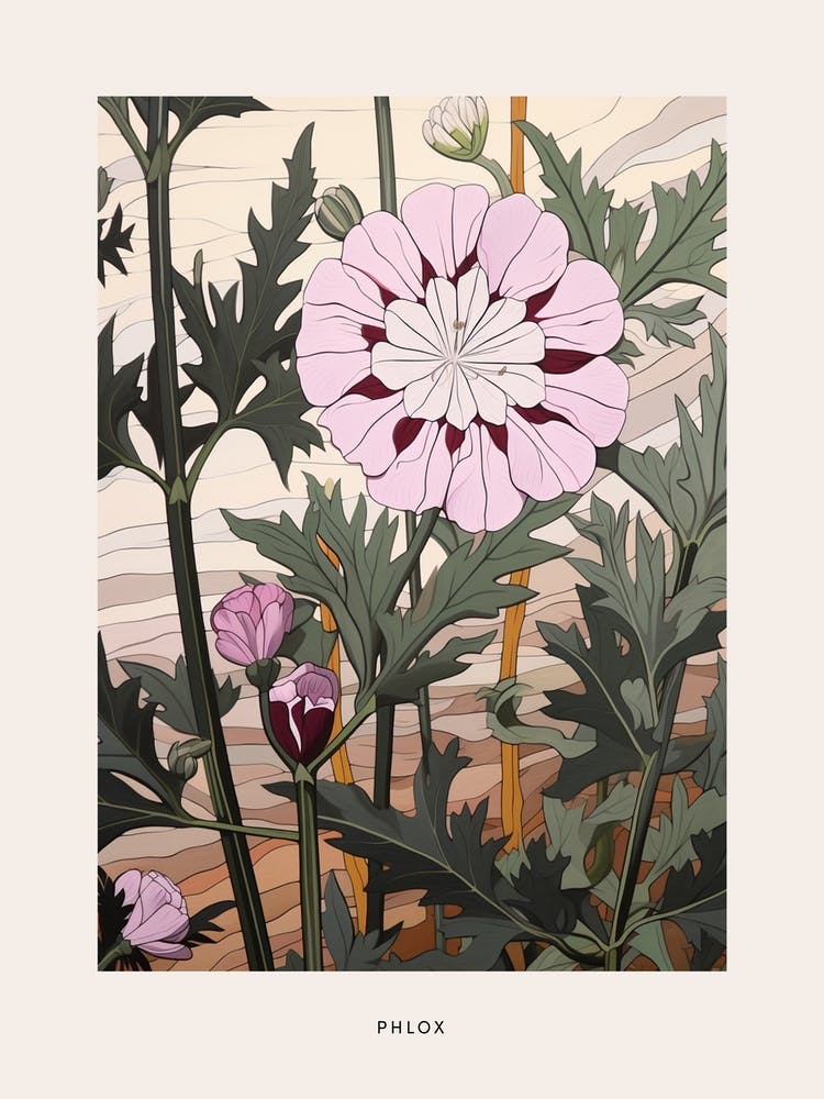 Blumenillustration Phlox 3 Poster