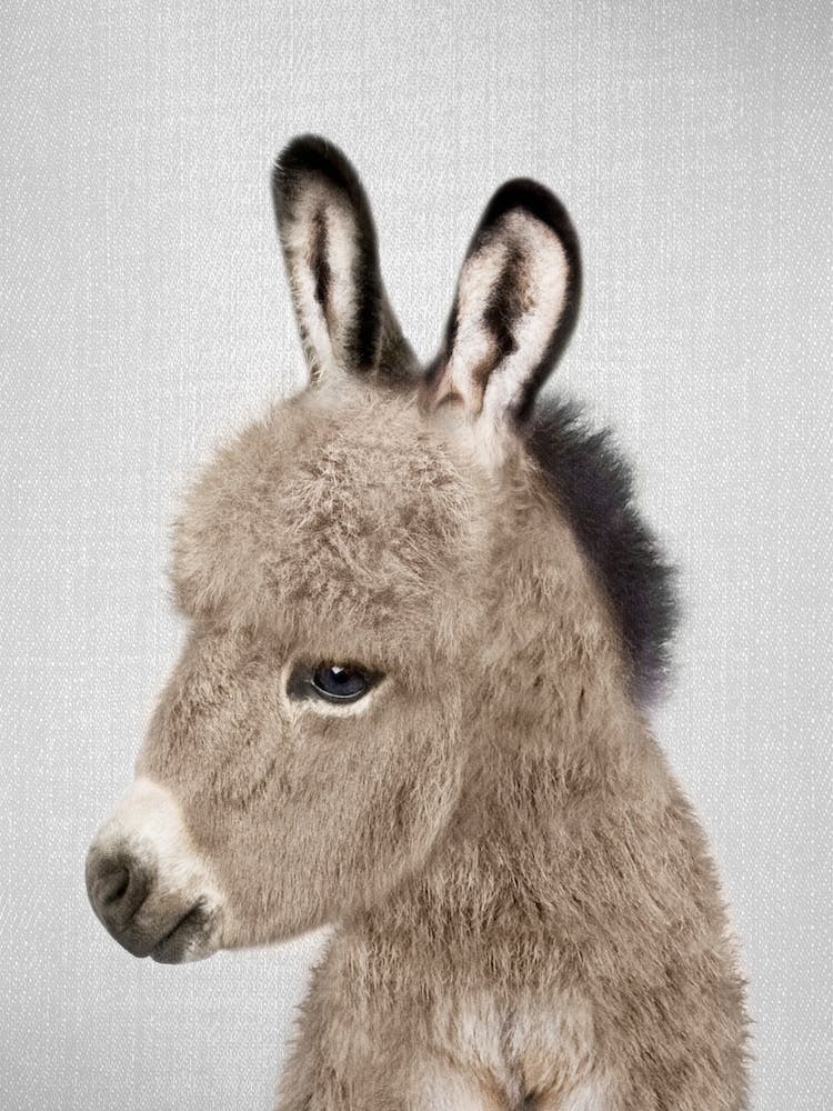 Donkey