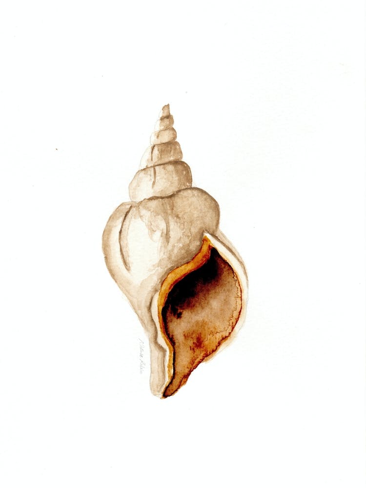 Hornchenmuschel