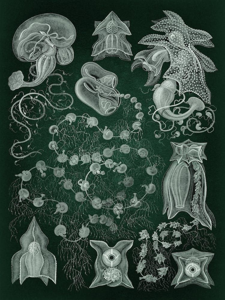 Vintage Haeckel 8 Tafel 77 Staatsquallen
