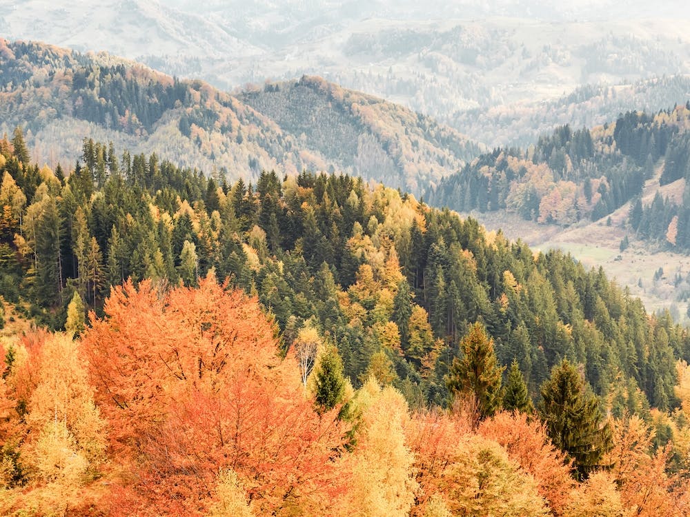 Autumn Forest Scenery