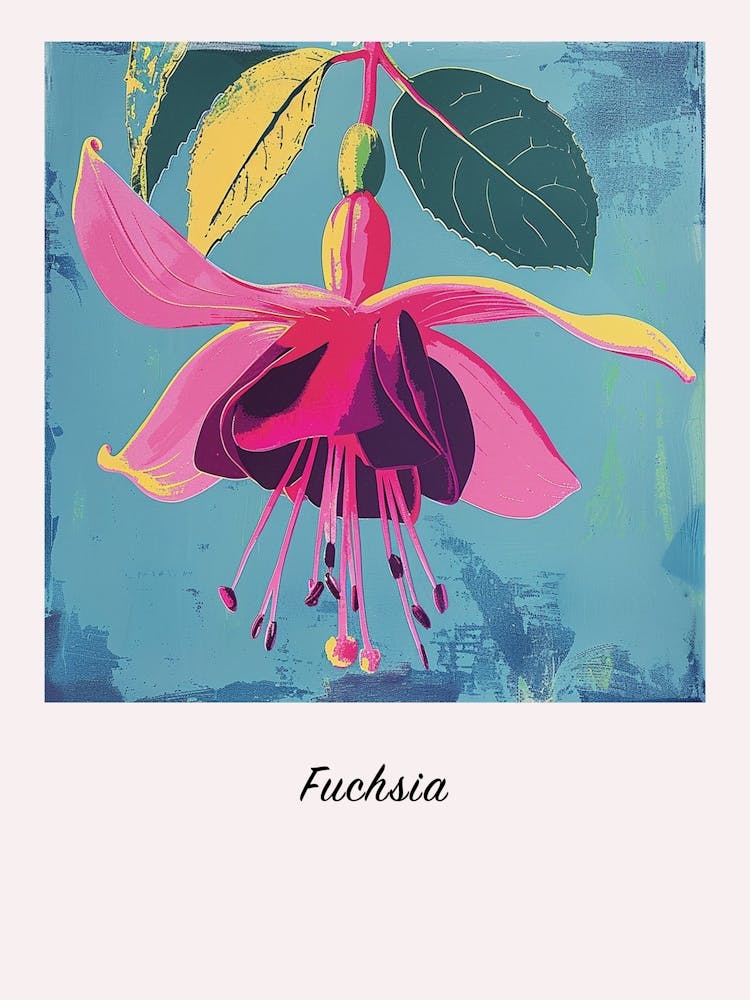 Fuchsia 1 Square Flower Illustration Poster