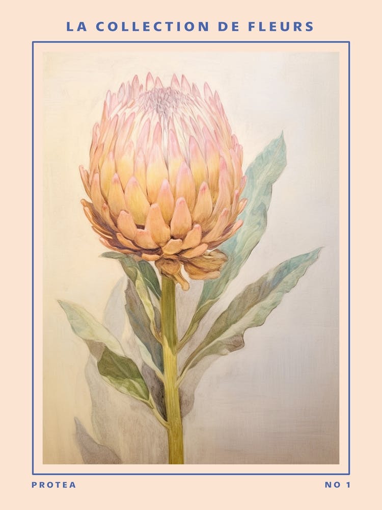 Protea French Flower Botanical Poster