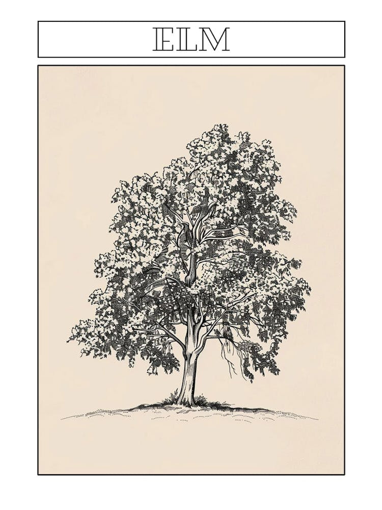 Elm Tree Minimalistic Drawing 1 Poster