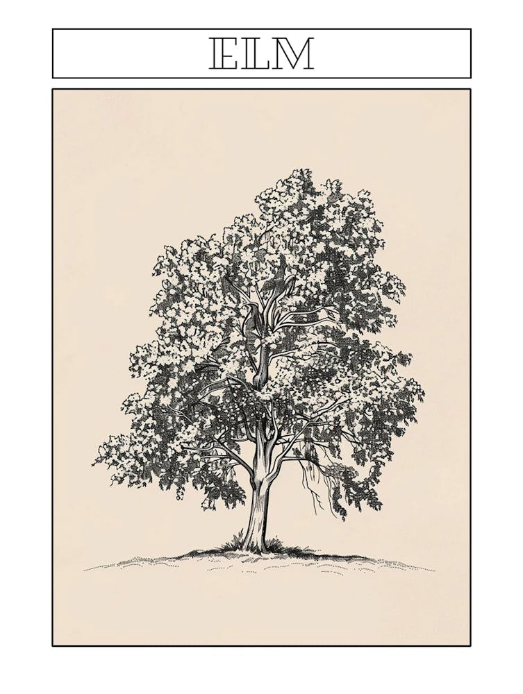 Elm Tree Minimalistic Drawing 1 Poster