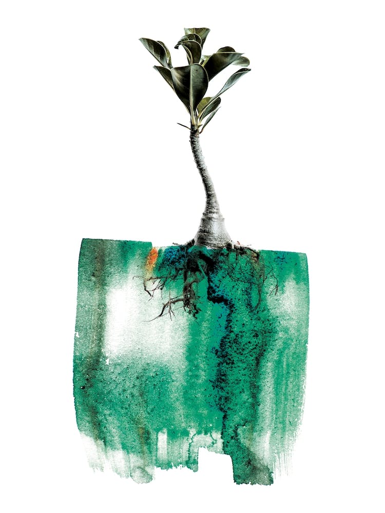 Adenium