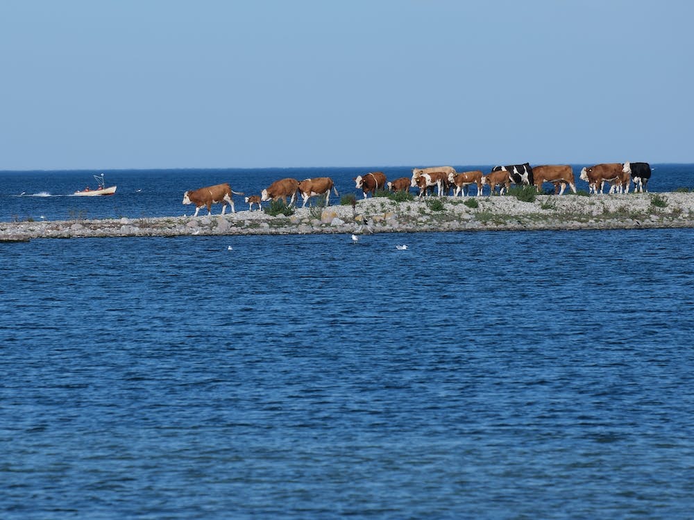 Cows and water 21005