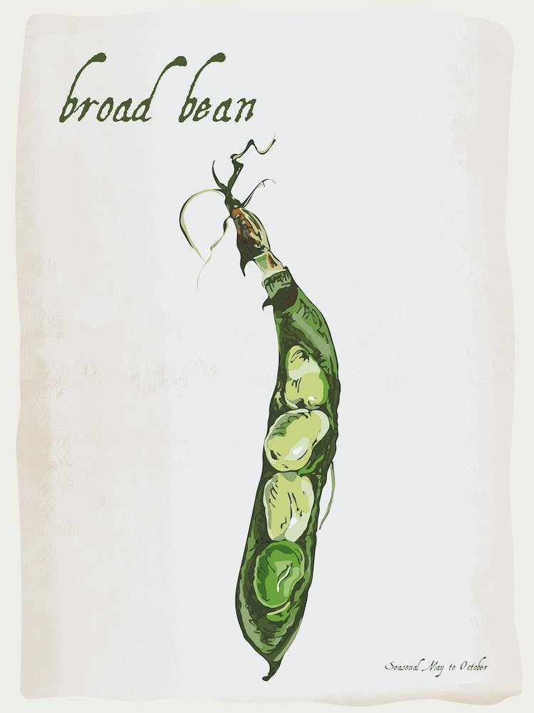 Broad Bean Vintage illustration Print