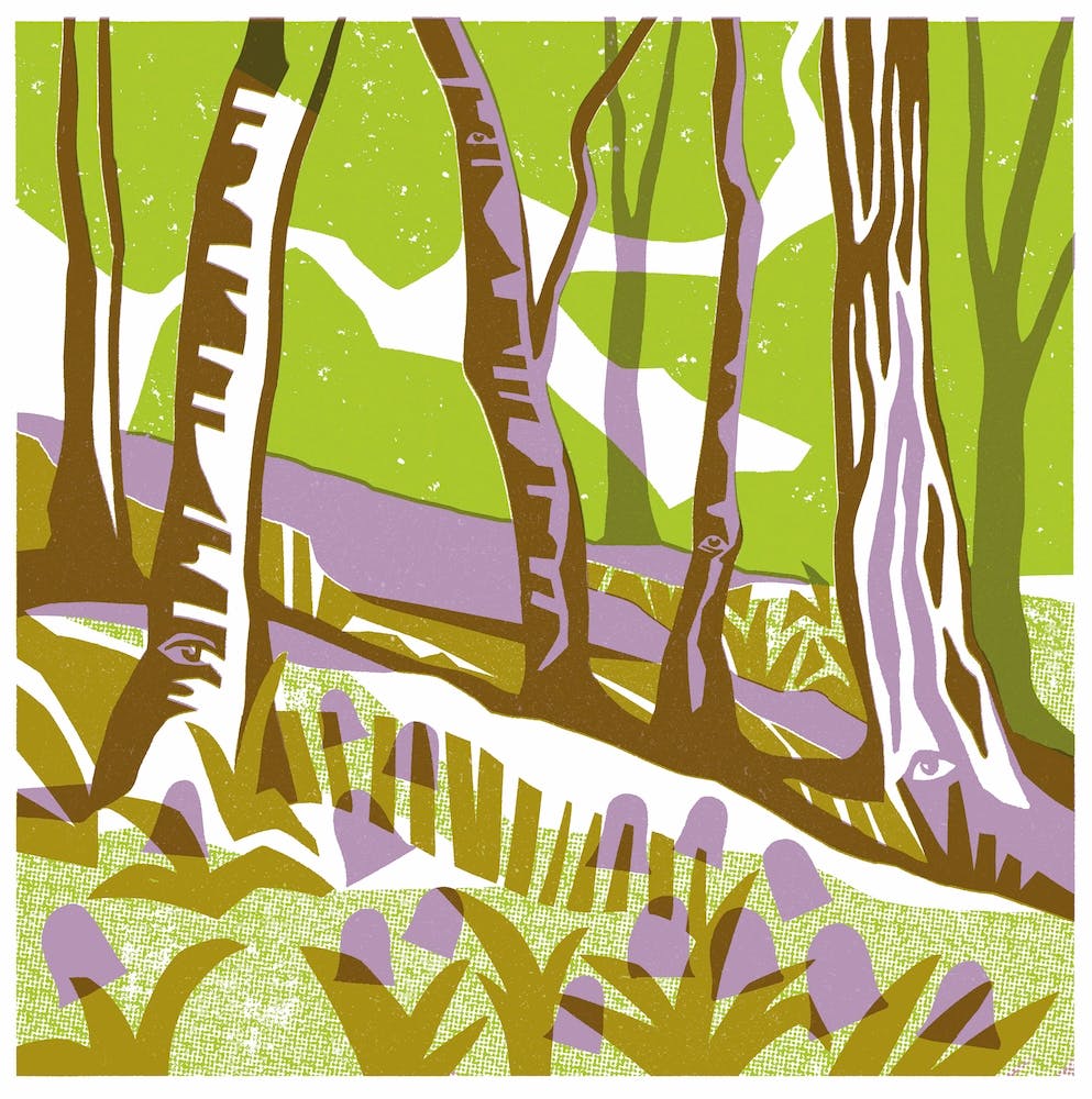 Bluebell Wood