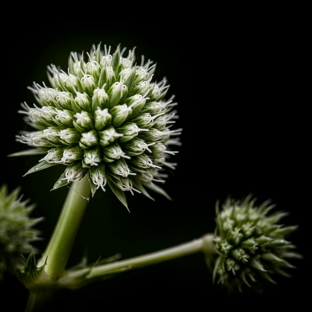 Hiding In Plain Sight Square