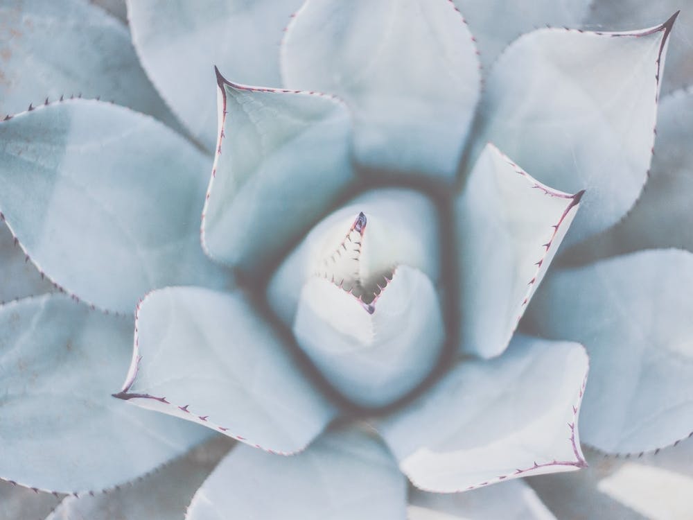 Blue Agave Succulent