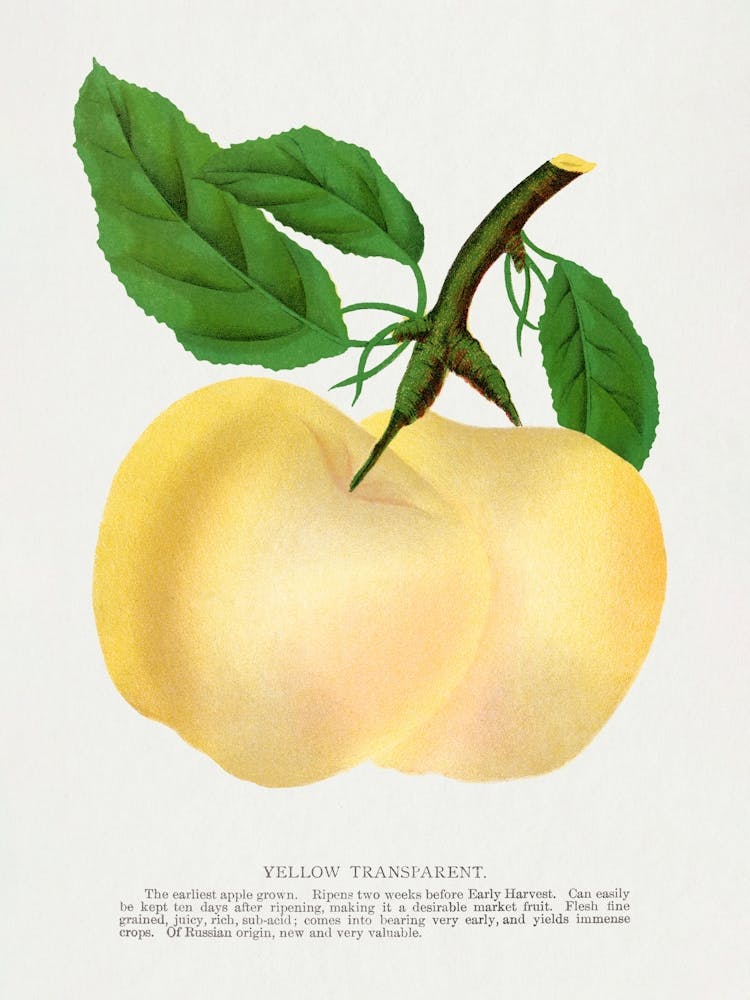 Vintage Botanical Yellow Transparent Apple Lithograph _2697916