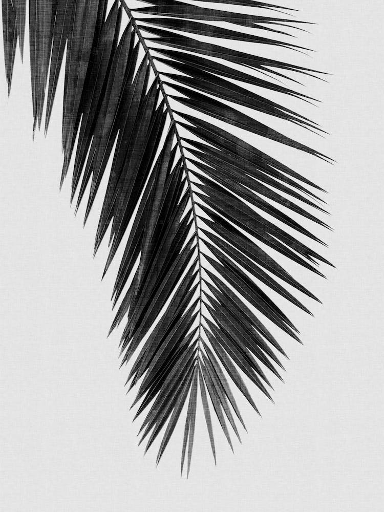 Palm Leaf Bw I
