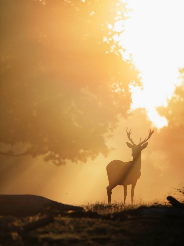 Deer Silhouette In The Sunrise