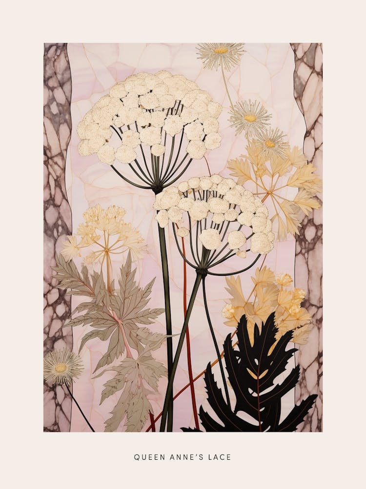 Flower Illustration Queen Annes Lace 6 Poster