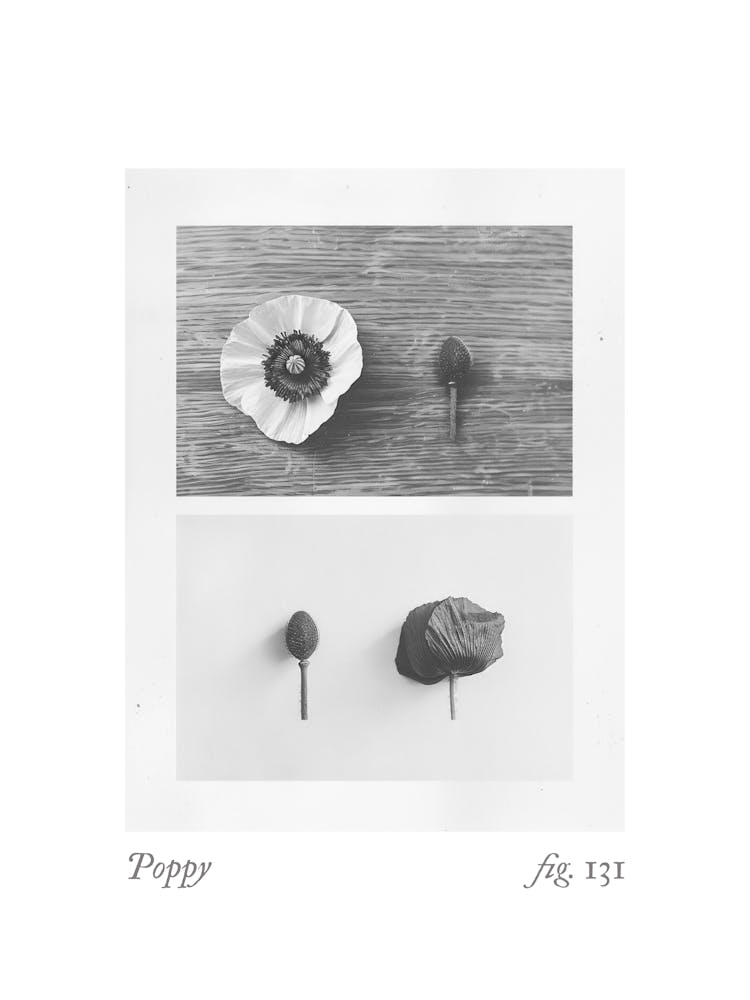 Poppy Botanical Collage 1