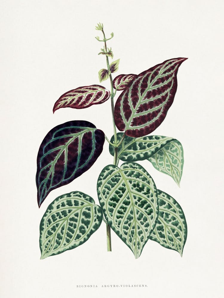 Vintage Botanical _2643232