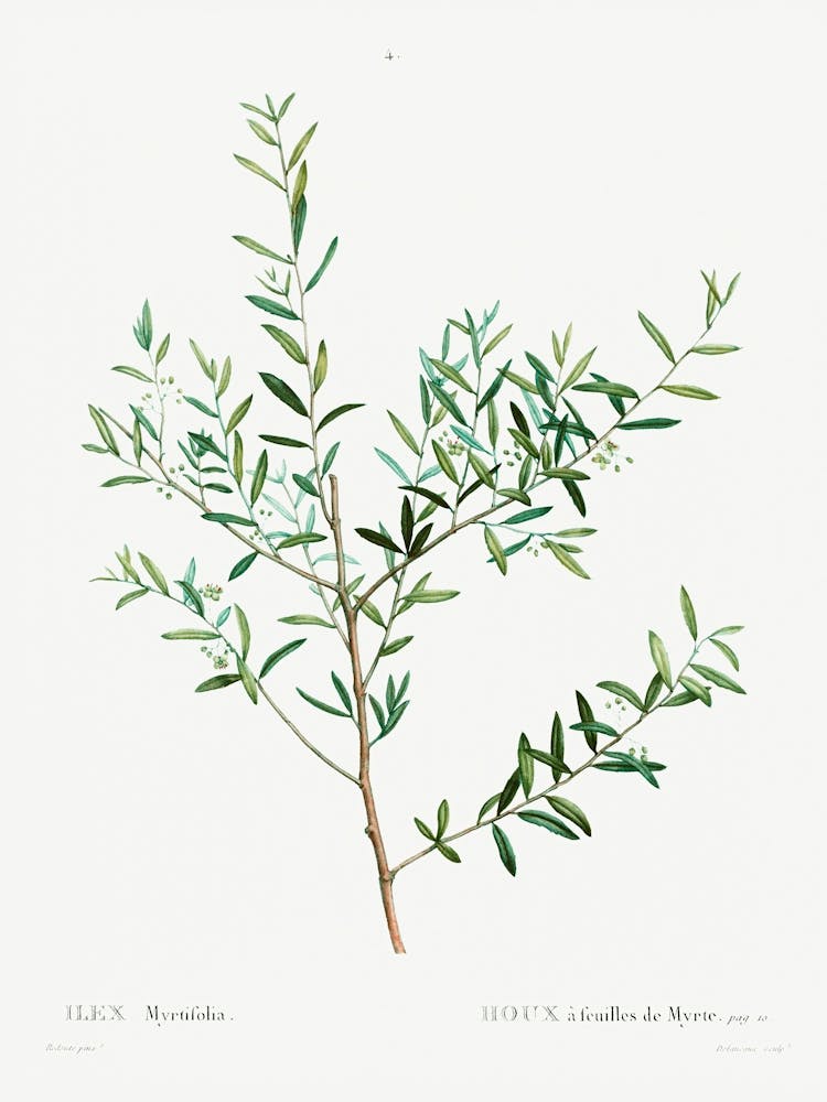 Myrtle Dahoon, Pierre Joseph Redoute