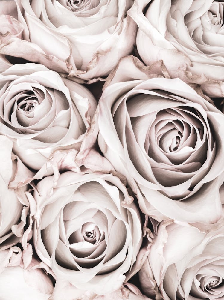 Pink Roses Vintage_2066825