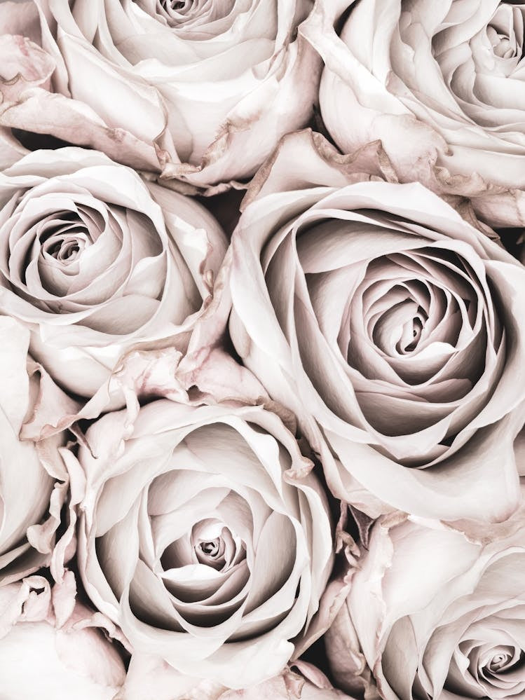 Pink Roses Vintage_2066825