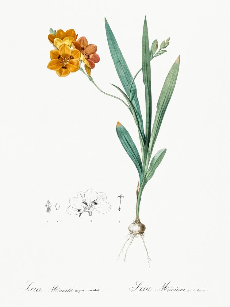 Ixia Miniata, Pierre Joseph Redoute
