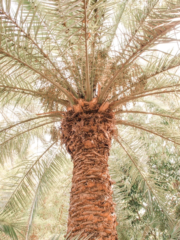 Tropical Palm Tree