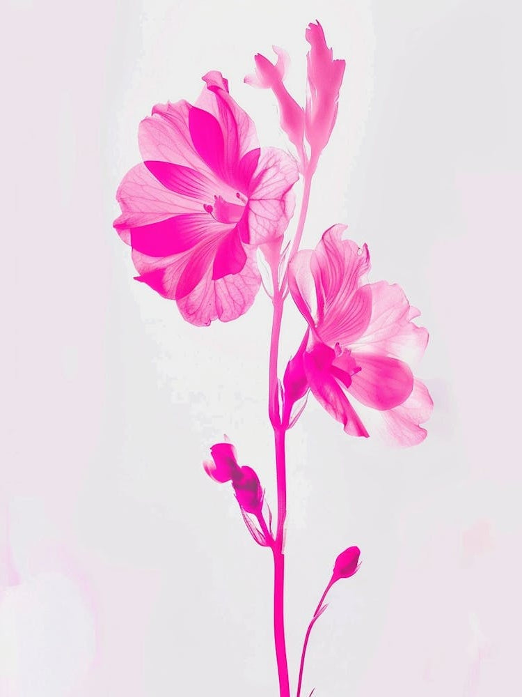 Hot Pink Snapdragon 1