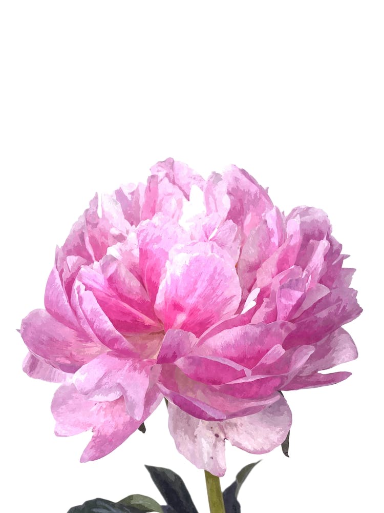 Pink Peony Watercolor