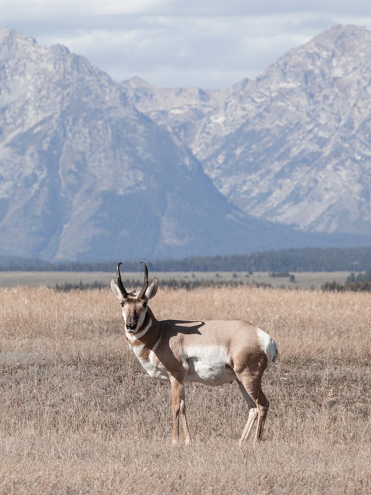 Antilocapre Du Wyoming
