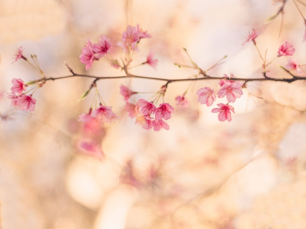 Pink Cherry Blossoms